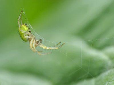 Cucumber spider-Araniella cucurbitina