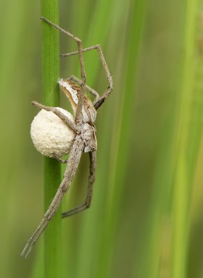 Nursery spider-Pisaura mirabilis