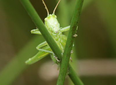 Grashoppers