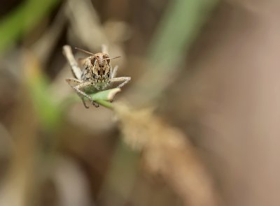 Common field grashopper-Chorthippus brunneus