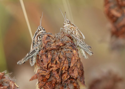 Common field grashopper-Chorthippus brunneus