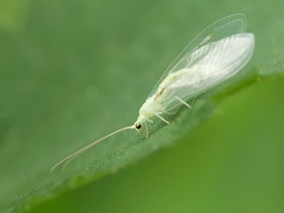 Lacewing-Chrysoperla carnea