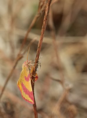 Purple-barred yellow-Lythria cruentaria