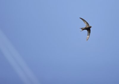Common swift-Apus apus
