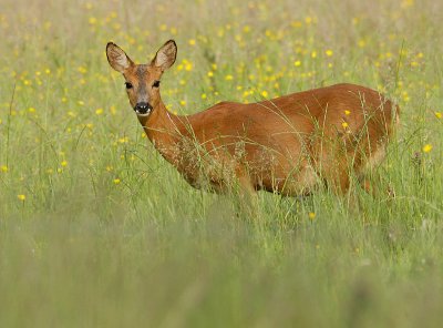 Roe deer-Capreolus capreolus