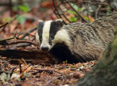 Badger-Meles meles