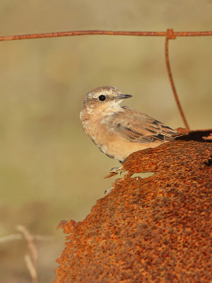 Wheatear-Oenanthe oenanthe