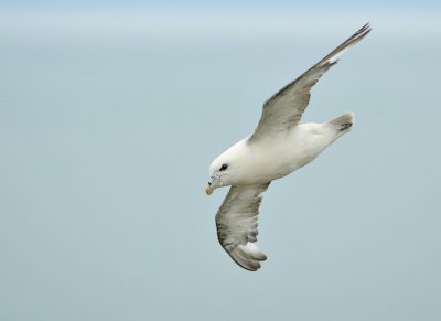 Fulmar-Fulmaris glacialis