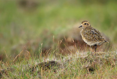 Golden plover-Pluvialis apricaria