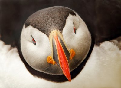 Puffin-Fratercula arctica