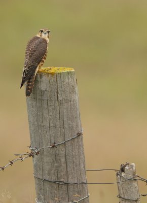 Merlin-Falco columbarius