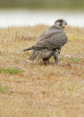 Gyrfalcon-Falco rusticolus
