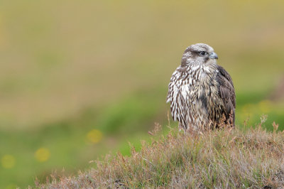Gyrfalcon-Falco rusticolus
