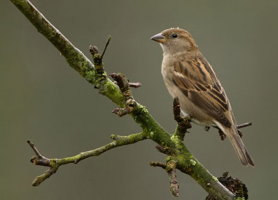 House sparrow -Passer Domesticus