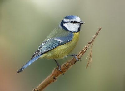 Blue Tit - Parus caeruleus