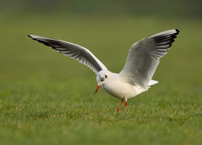 Black-headed gull-Larus ridibundus