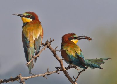 Bee-eater-Merops apiaster