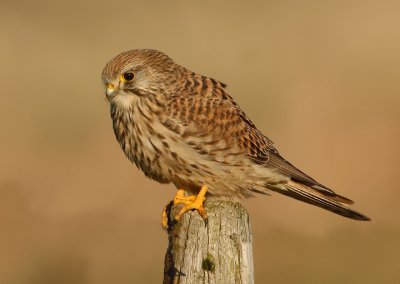 Kestrel-Falco tinnunculus