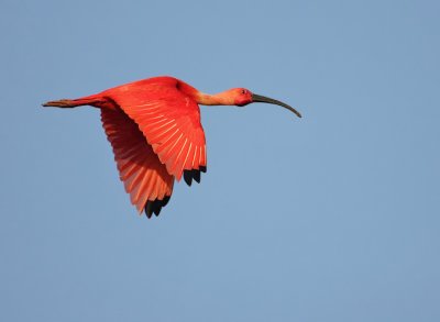Scarlet Ibis-Eudocimus ruber
