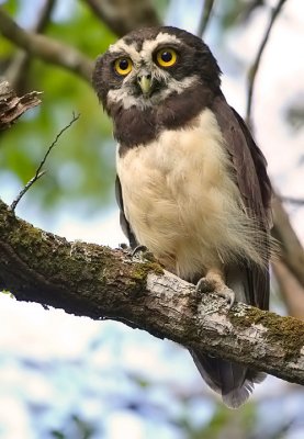 Spectacled Owl-Pulsatrix perspicillata
