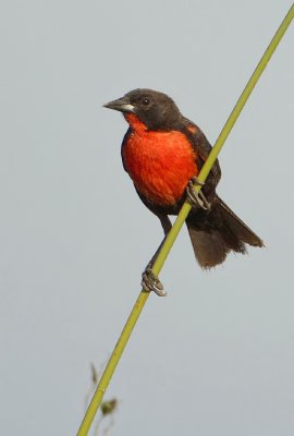 Red-Breasted Blackbird-Sturnella militaris