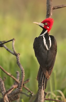 Crimson-Crested Woodpecker-Campephilus melanoleucus