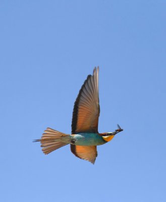 Bee-Eater-Merops apiaster