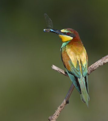 Bee-Eater-Merops apiaster