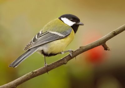 Great tit-Parus major