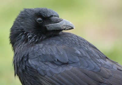 Carrion Crow-Corvus corone