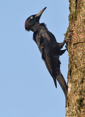 Black Woodpecker(female)-Dryocopus martius