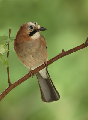 Jay-Garrulus glandarius