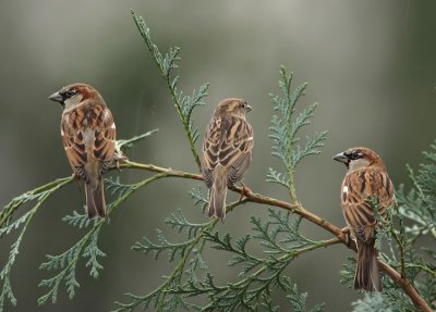 House sparrow -Passer Domesticus