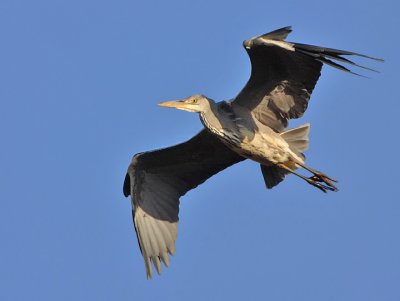 Great Blue Heron-Ardea cinerea