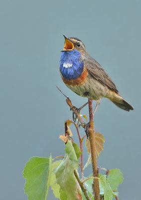 bluethroat-luscinia_svecica