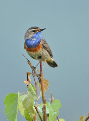 Blue Throat-Luscinia svecica