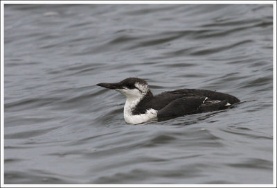 Guillemot (Ad. Winter)