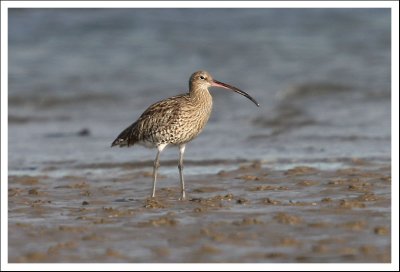 Curlew