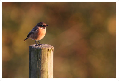 Stonechat