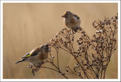 Goldfinch (Juv.)