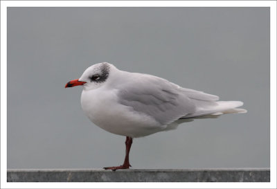 Mediterranean Gull