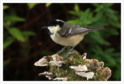 Coal Tit