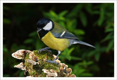 Great Tit