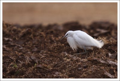 Little Egret