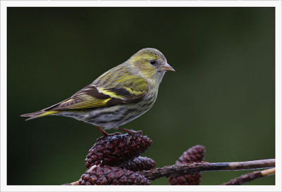 Siskin