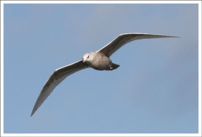 Iceland Gull