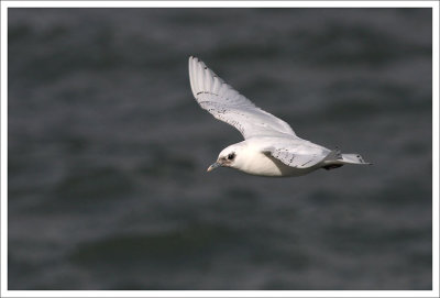 Ivory Gull