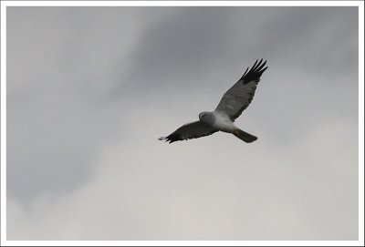 Hen Harrier