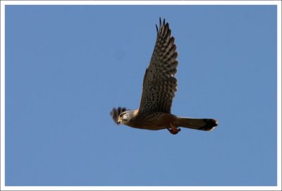 Kestrel