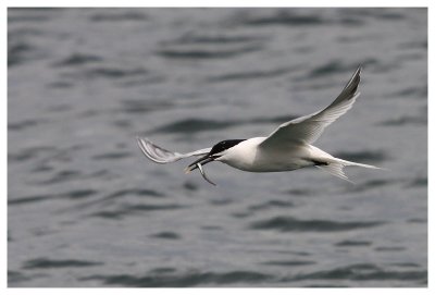 Sandwich Tern